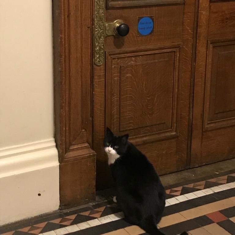 The building was huge with doors too big to nudge open; not one had a cat flap! But Palmerston had only to wait a few seconds by a door for it to open. He explored the whole office, trying to find Brian who had given him a tasty treat on his 1st day. He never forgot a friend.