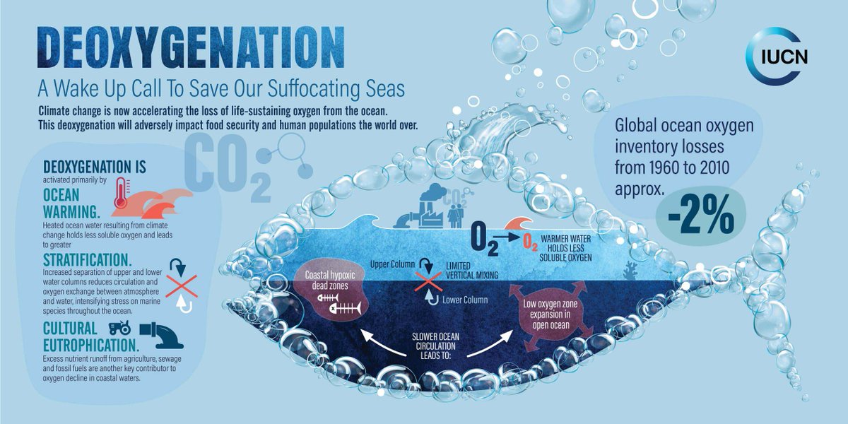 IUCN's tweet photo. Climate change and nutrient pollution are driving oxygen out of the ocean and coastal waters, threatening marine life and fisheries.

Learn more about the impact of #ocean deoxygenation. https://t.co/L0cv9EAmBx @IucnOcean https://t.co/MSm7MgtcNb
