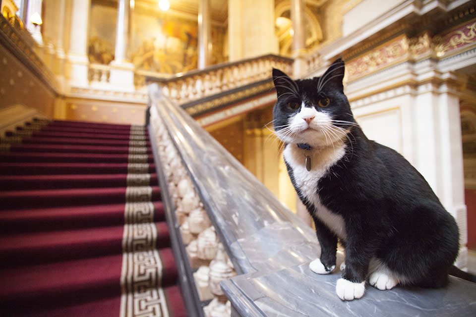 “Cats are independent,” Simon replied. “As long as a guard fed him, he’d be happy. We’ll call him Palmerston, after the longest-serving Foreign Secretary.” Kay had never recruited a mouser before. Although she didn’t know where to start, she couldn’t resist a challenge.