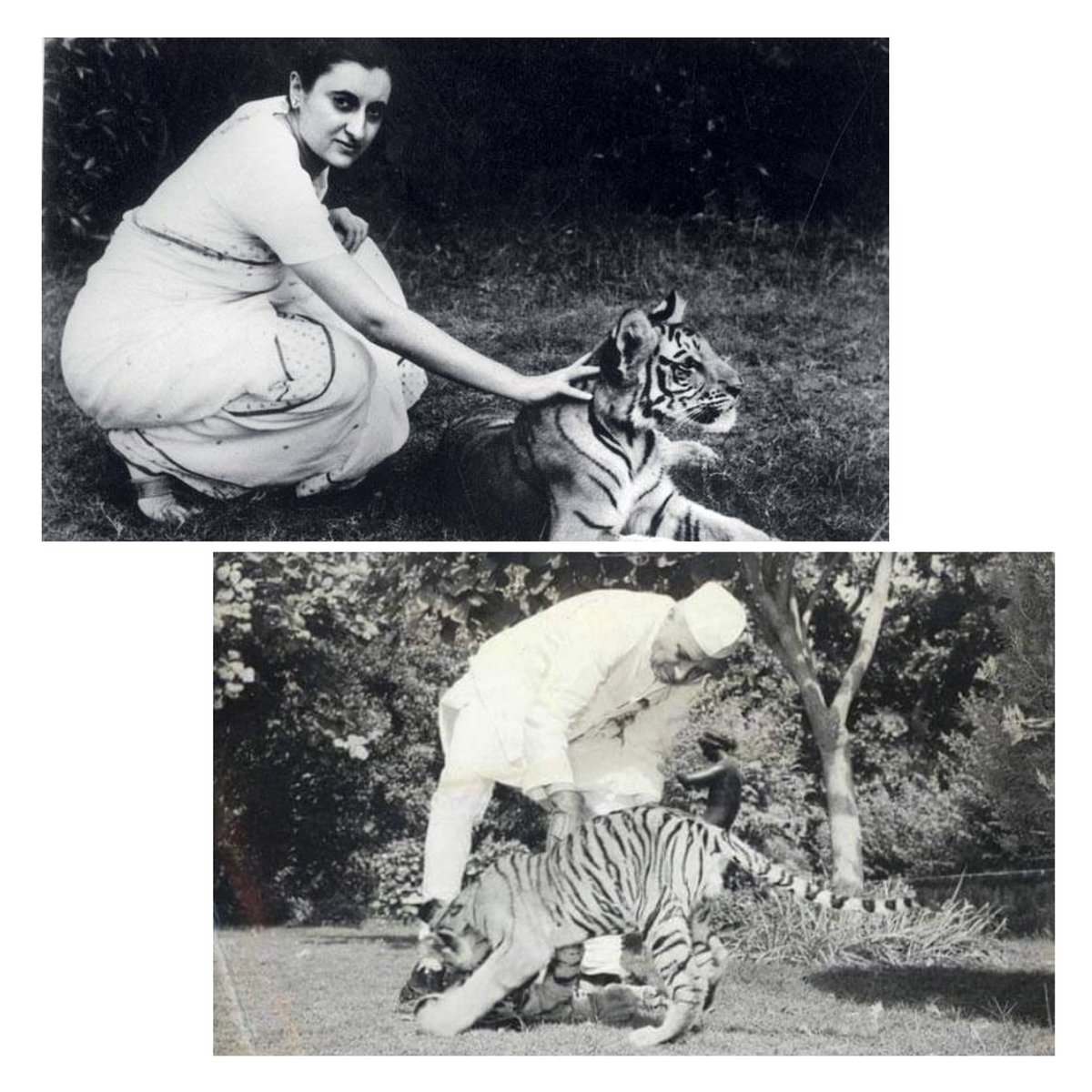 satyajeettambe's tweet photo. Had current wildlife act allowed touching the tigers, why would I touch a Peacock ?
#CopyCatPM https://t.co/a425yDFZRX