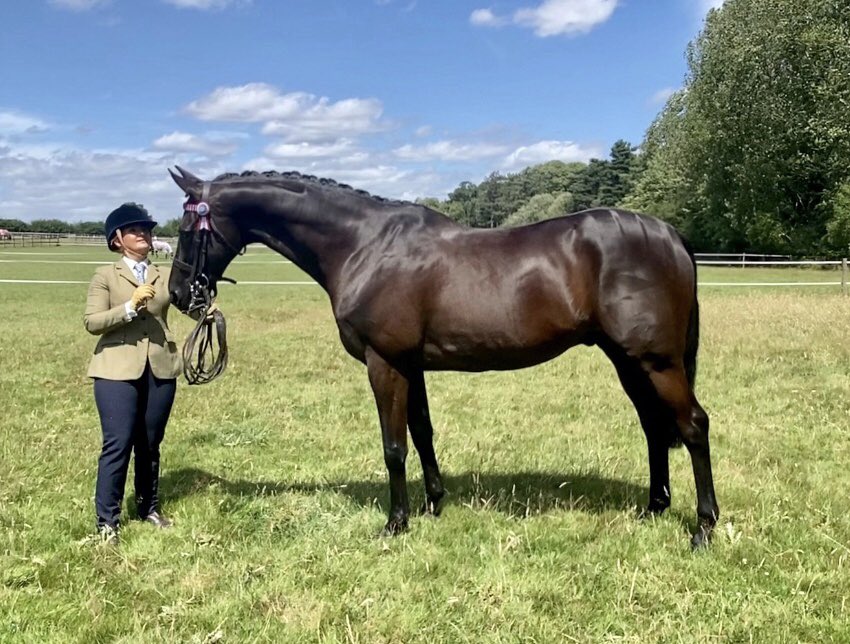TomGeorgeRacing's tweet photo. Due to the current Covid19 situation @RoRlatest have cancelled the annual National Championships, thus there will be an Online Show 29th/30th. We’re very excited that old hero @SaintAre_Horse is taking part - who’s looking in magnificent shape!! #ROR #Arnie #lifeafterracing🤞🤞🐎 https://t.co/21g3TzKtny