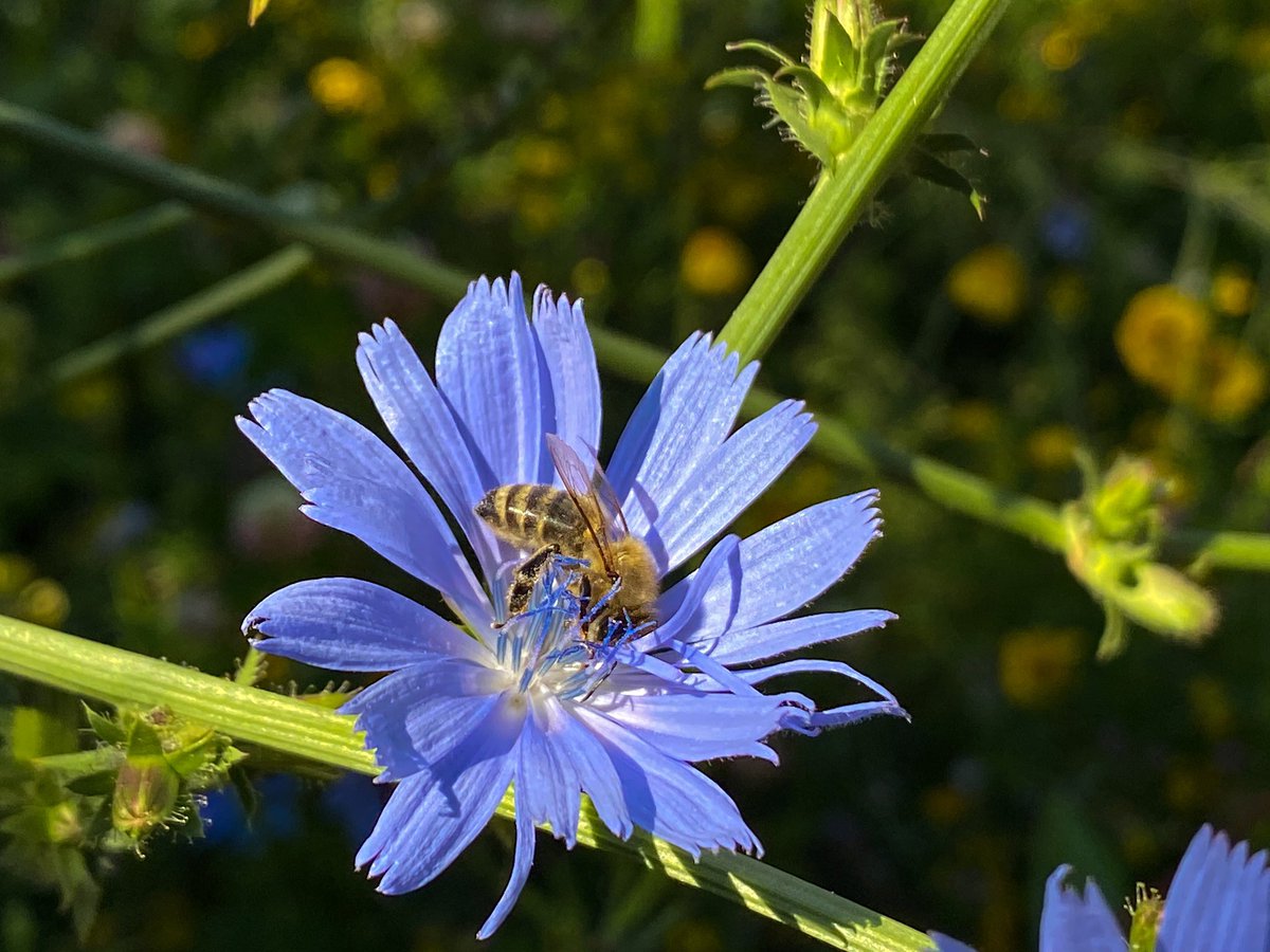 The bees are happy for every single blooming flower that they can find currently.🤗🌻🐝 #beekeeper #bee #beekeeping #imker #imkerei #bienen