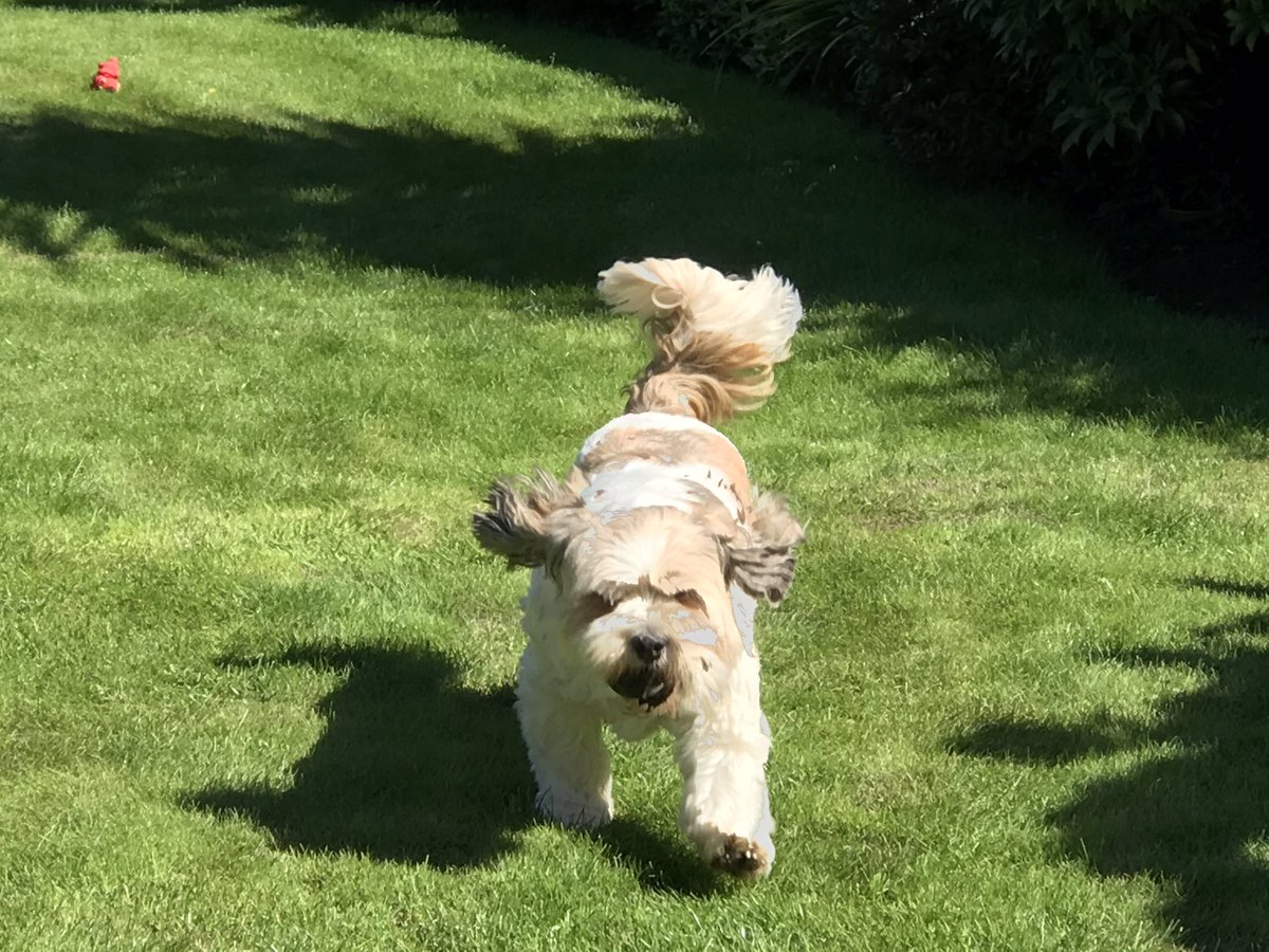 daveverburg's tweet photo. @JustMissEmma Here are some pictures of Ted. Ted heard the fridge open and raced to get the chicken pieces he knew would follow. #smartteddy https://t.co/f5Fl5aq40k