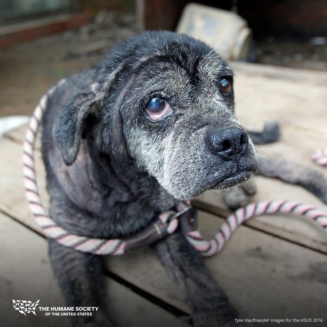 URGENT: #Hurricaneseason + #COVID19 = a true nightmare for the animals who need help the most. 

While the world is overwhelmed, dogs, cats &amp; other animals still suffer in cruelty situations and natural disasters.