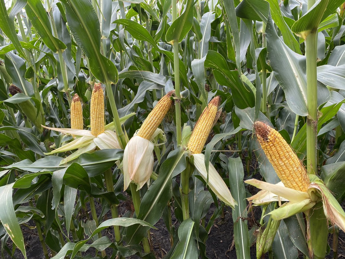 Kyle Schafer tweet media