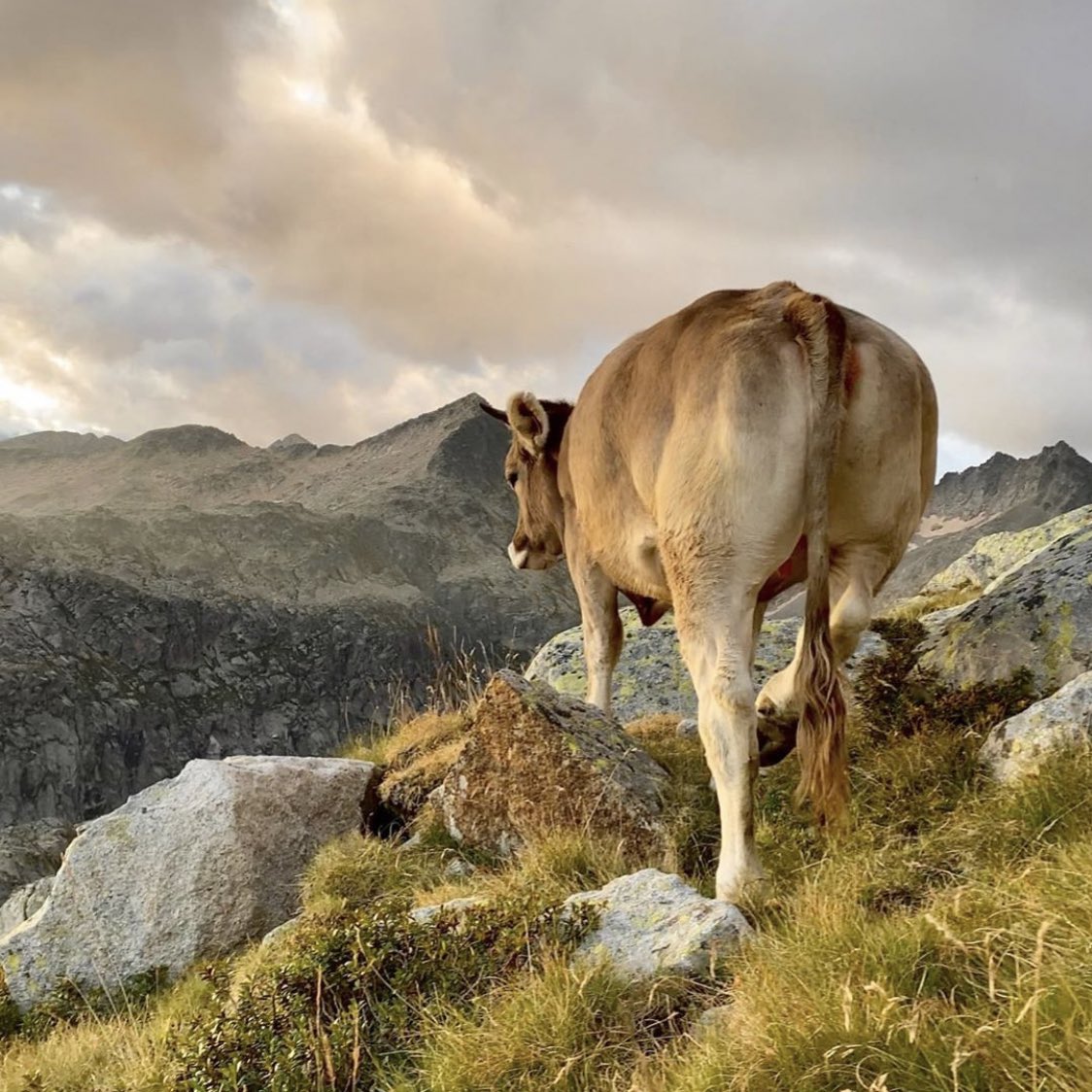 Glaciar del Aneto 🐮 🏔