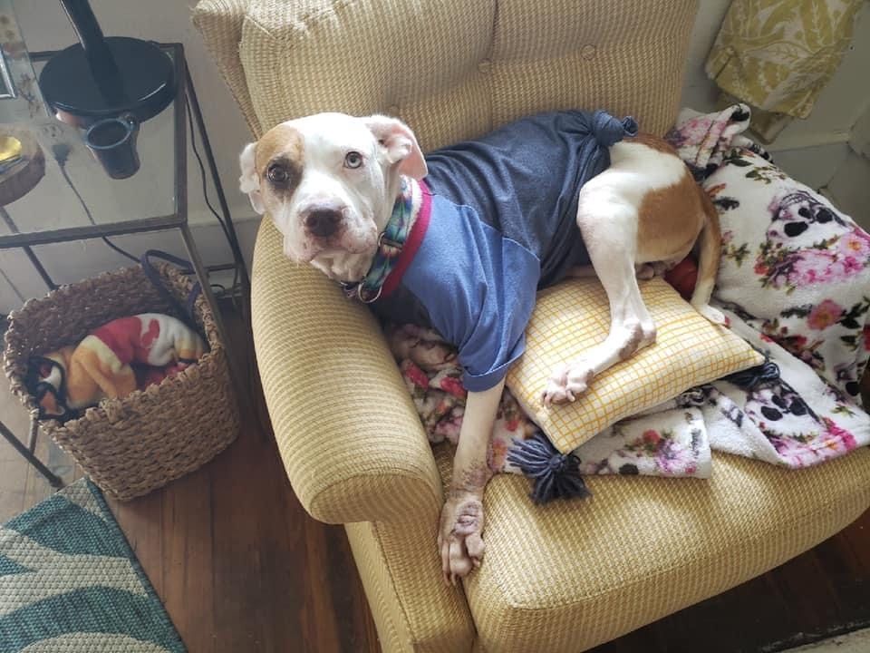 HSGSav's tweet image. Foster update: Juniper 

“Juniper is doing really great! We are eating ALL of our food every day and are getting more and more confident going outside on our own and talking walks around the neighborhood.“