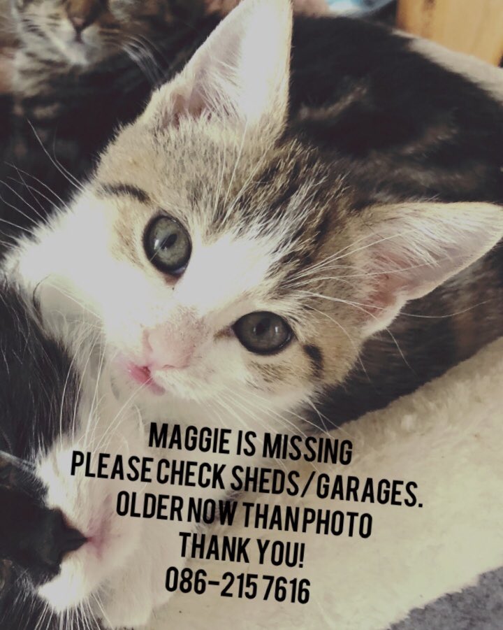 catlowry54's tweet photo. #littlemick has finally being accepted by ‘topcat’ Mikie whose little heart is pining for #missingmaggie his sister. come home Maggie please. 💕 please share Maggie’s photo incase she engine hopped. https://t.co/2NE2aBbgeq