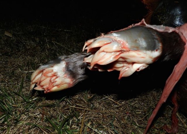 CW: Teeth, Blood and Weird AnatomyHere is a “Normal But Freaky” thread about common features in nature that are beyond bizarre to the unfamiliar. Let’s start with the fairy fingers on newborn horses! This feature is called the eponychium and disappears shortly after birth.