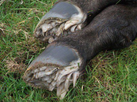 CW: Teeth, Blood and Weird AnatomyHere is a “Normal But Freaky” thread about common features in nature that are beyond bizarre to the unfamiliar. Let’s start with the fairy fingers on newborn horses! This feature is called the eponychium and disappears shortly after birth.