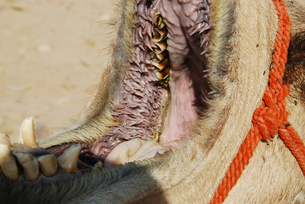 Oral and choanal papillae occur across a variety of species and serve different functions, but some are quite startling! Pictured here is a dromedary camel, a leatherback sea turtle and a penguin.