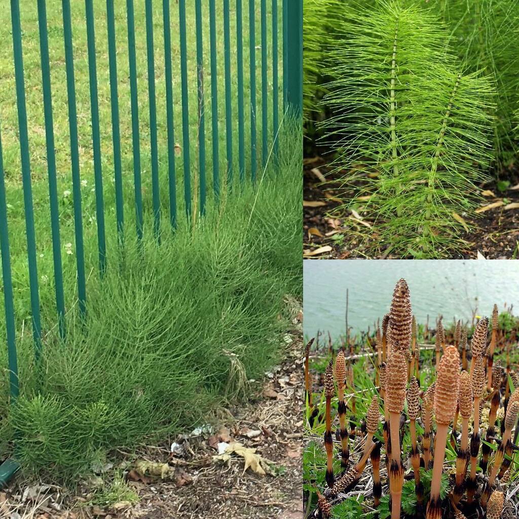 Day 26: Common Horsetail (Equisetum Arvense) #SeymourParkOT #nationalmeadowsday

# A herbaceous perennial plant, growing as far as 83° North in North America and 71° North in Norway, Sweden, Finland, and Russia and as far south as Texas, India, and Iran.… instagr.am/p/CEUfnQ8ABRy/