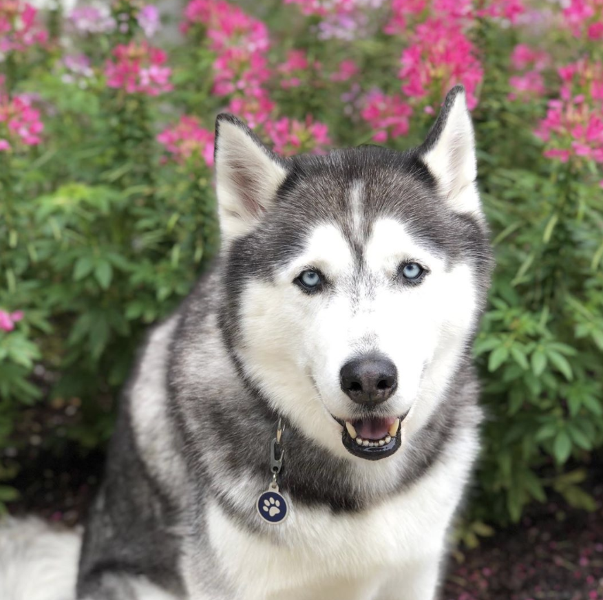 BIGEAST's tweet photo. The Goodest Boys are from the #BIGEAST.
Happy National Dog Day to our pups. Send us a picture of your #BIGEAST ๐ถ๐ถ๐ถ! https://t.co/xpHIA7APFK