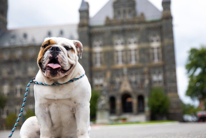 BIGEAST's tweet photo. The Goodest Boys are from the #BIGEAST.
Happy National Dog Day to our pups. Send us a picture of your #BIGEAST ๐ถ๐ถ๐ถ! https://t.co/xpHIA7APFK