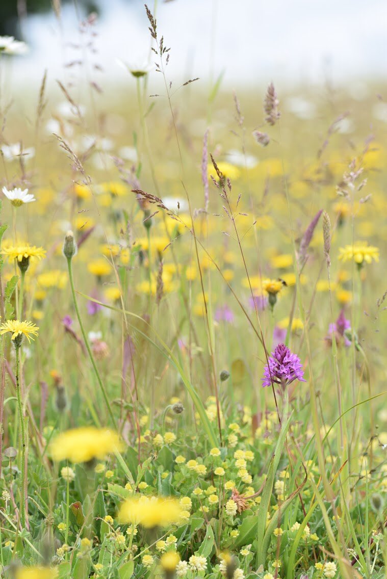 (8/8) It’s so important to talk to friends about nature and so wonderful when it has an impact - be that saving a wildflower meadow or an insect from being squashed. Love it, stand up for it and never ever stop telling everyone how amazing it is 