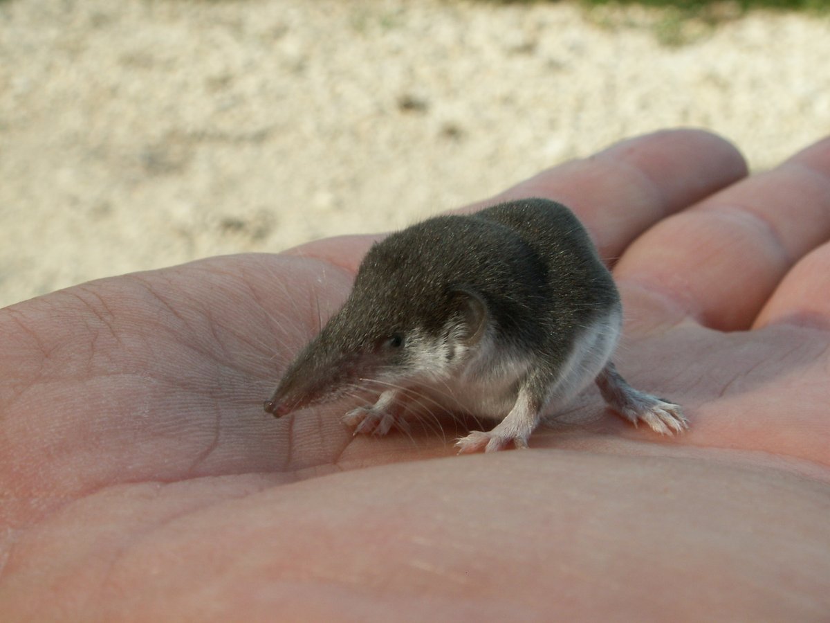 El animal más peligroso del MUNDO.