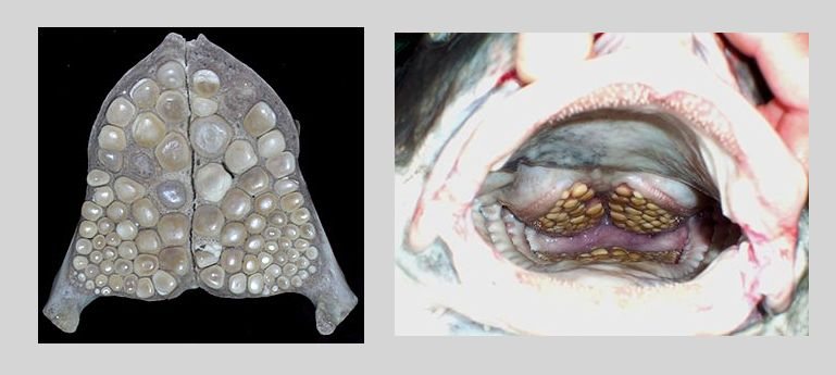 Pharyngeal teeth are found in multiple species fish. Some species with teeth in their throat may otherwise have no teeth or reduced teeth in their mouths! Here is what they look like in a black drum. They're good for crushing up hard-shelled animals like crustaceans and mollusks!
