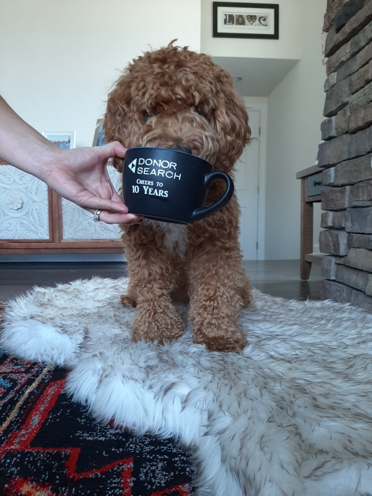SarahTed514's tweet image. #PDVE2020 what&apos;s in your afternooncoffee?? Peanut butter? Come visit our virtual booth! #aprapets #aprapeeps @Apra_HQ @DonorSearch