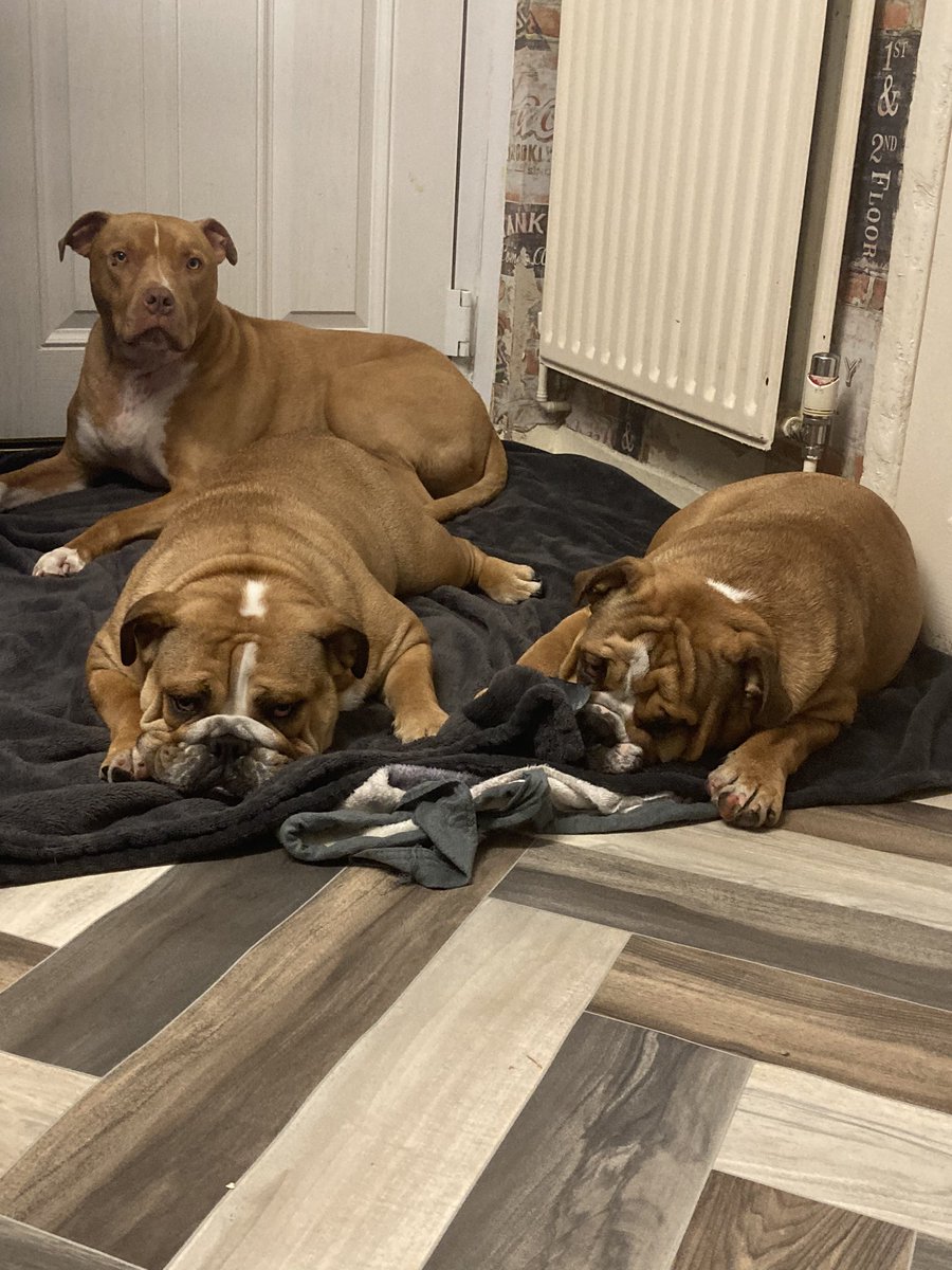 hilda_ronnie's tweet photo. Tuesday rainy day chills 🌧 ☔️ #TuesdayThoughts #englishbulldog #rednosepitt https://t.co/44yTGNH1tl