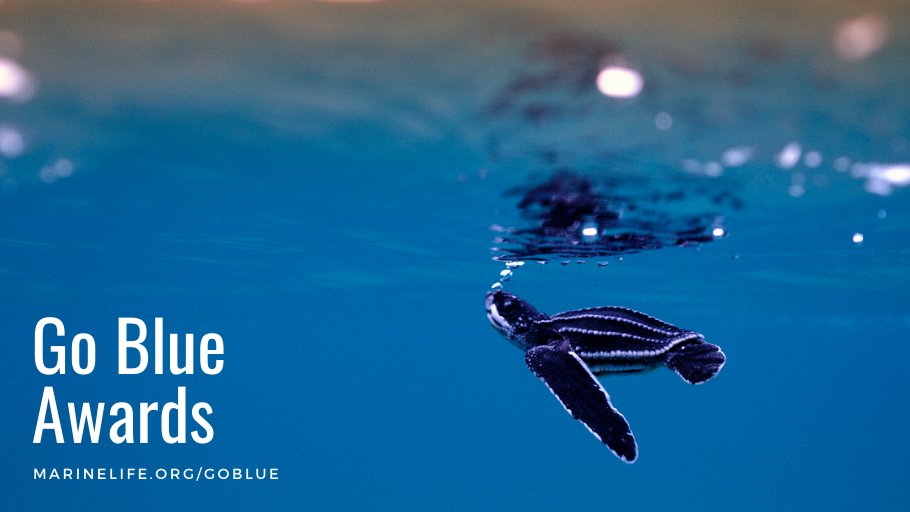 LoggerheadMC's tweet photo. Answer our oceans' call this year - inspire positive change by nominating (at no cost) an individual or business leading the way in conservation. Help us create a network of international ocean heroes! https://t.co/49SQQXV5BC #GoBlue #GoBlueAwards https://t.co/zQEddoab4p
