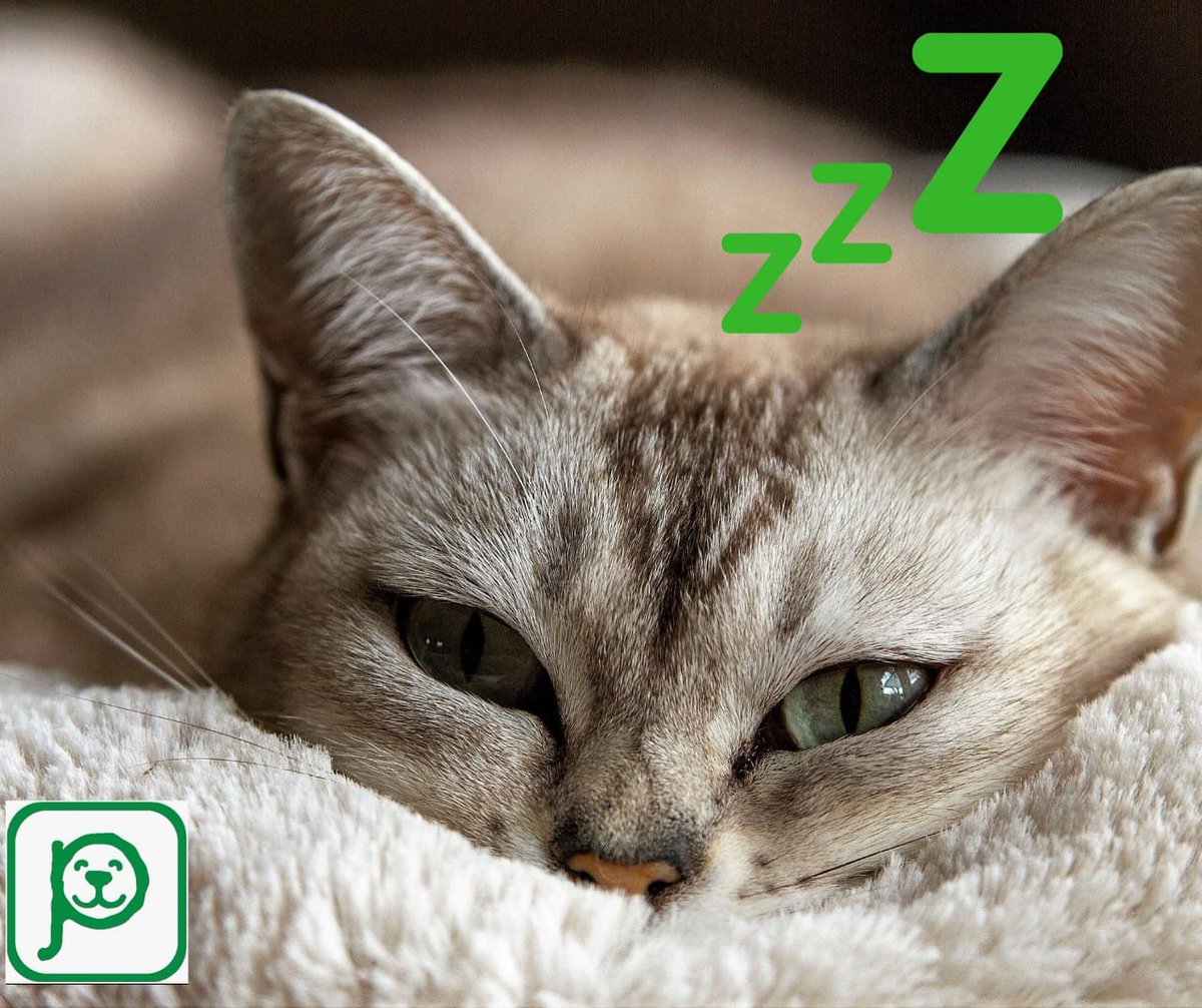 Sabes por que los gatos duermen tanto?? descubre algunas de las razones en pet-comm.com solo tienes que registrarte y listo!! Te esperamos