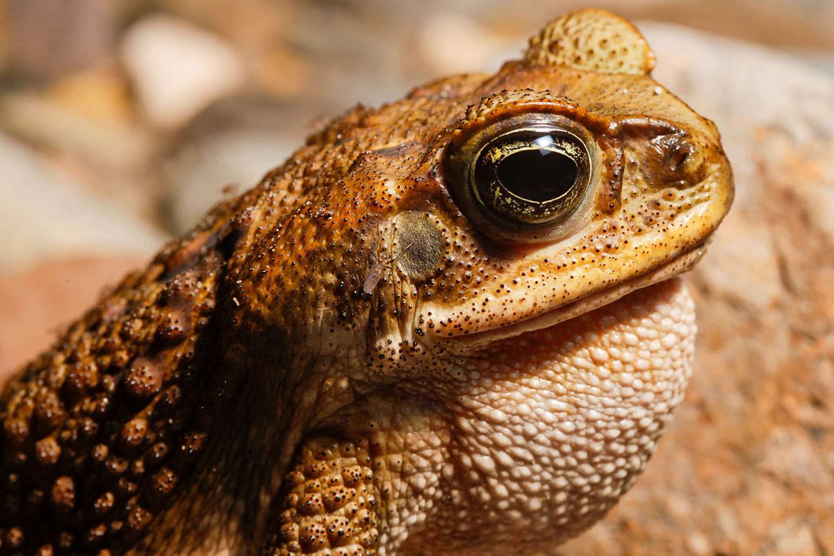 Most true toads (those in the family Bufonidae) have an underdeveloped ovary called the Bidder's organ. It occurs in both sexes and can become a functioning ovary if the testes are removed in males! Oviducts, however, are not formed so the eggs cannot be laid.