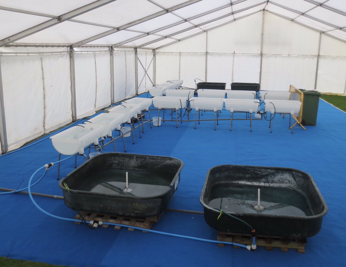 Our marquee is up, the tanks are plumbed in, the first dive to collect sea creatures is tomorrow, and the weather is set to be sunny at the weekend! Preparations for going very well for <a href="/manxnature/">Manx Wildlife Trust</a> #festivalofthesea #manxnature 🇮🇲