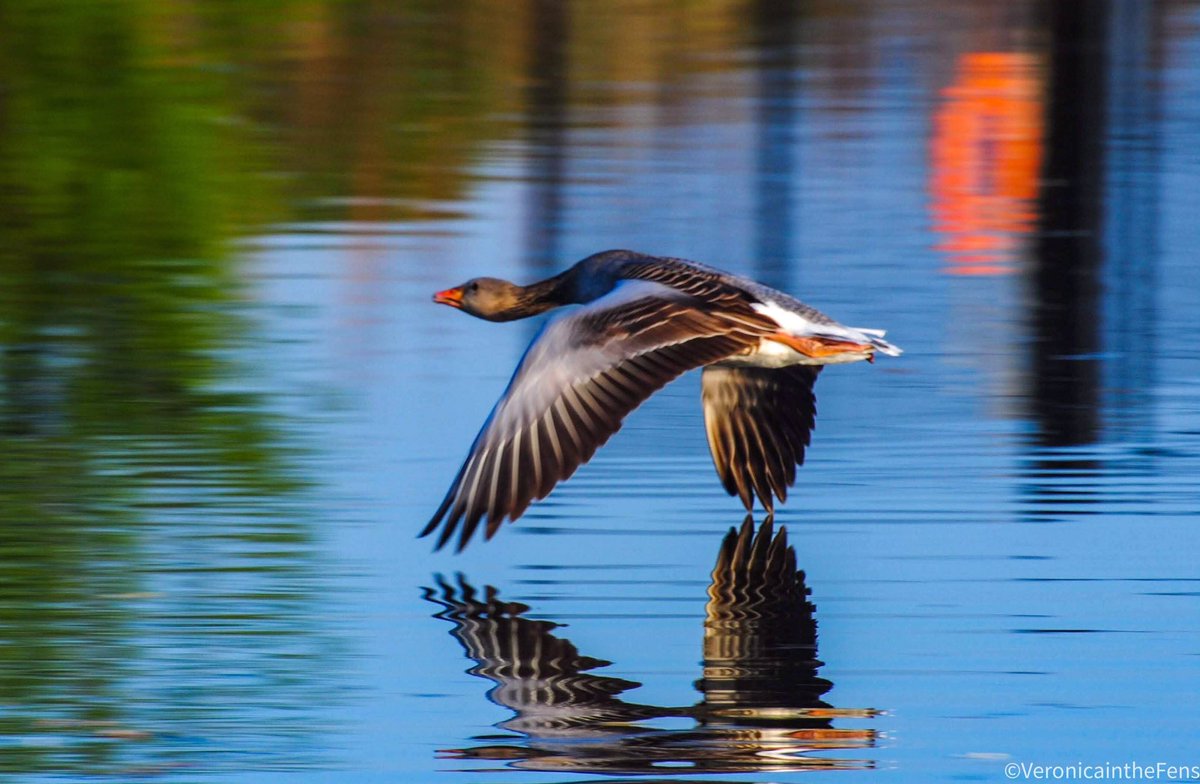 “Peace is liberty in tranquility.” ~ Marcus Tullius Cicero
#peaceinnature #breatheinbreatheout 
#NaturePhotography #wildlifephotography @ThePhotoHour