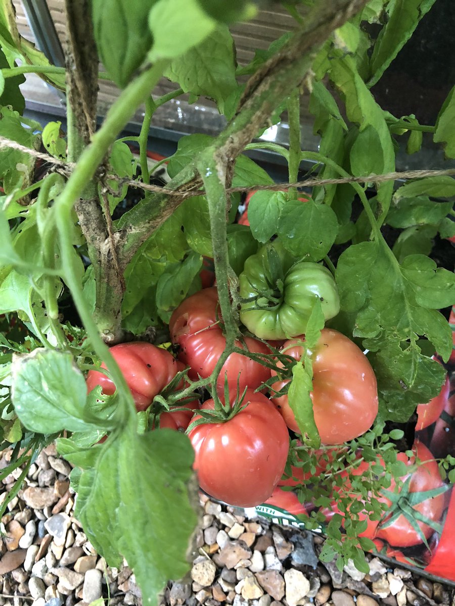 SharonStevenage's tweet photo. What a delight to visit fabulous Red Shed project in Bedwell. This unique charity deliver gardening &amp; other therapeutic activities for those with dementia &amp; their carers. Because they are based in St Vincent de Paul school grounds, the children benefit from gardening activity too https://t.co/itjdqyFKuZ