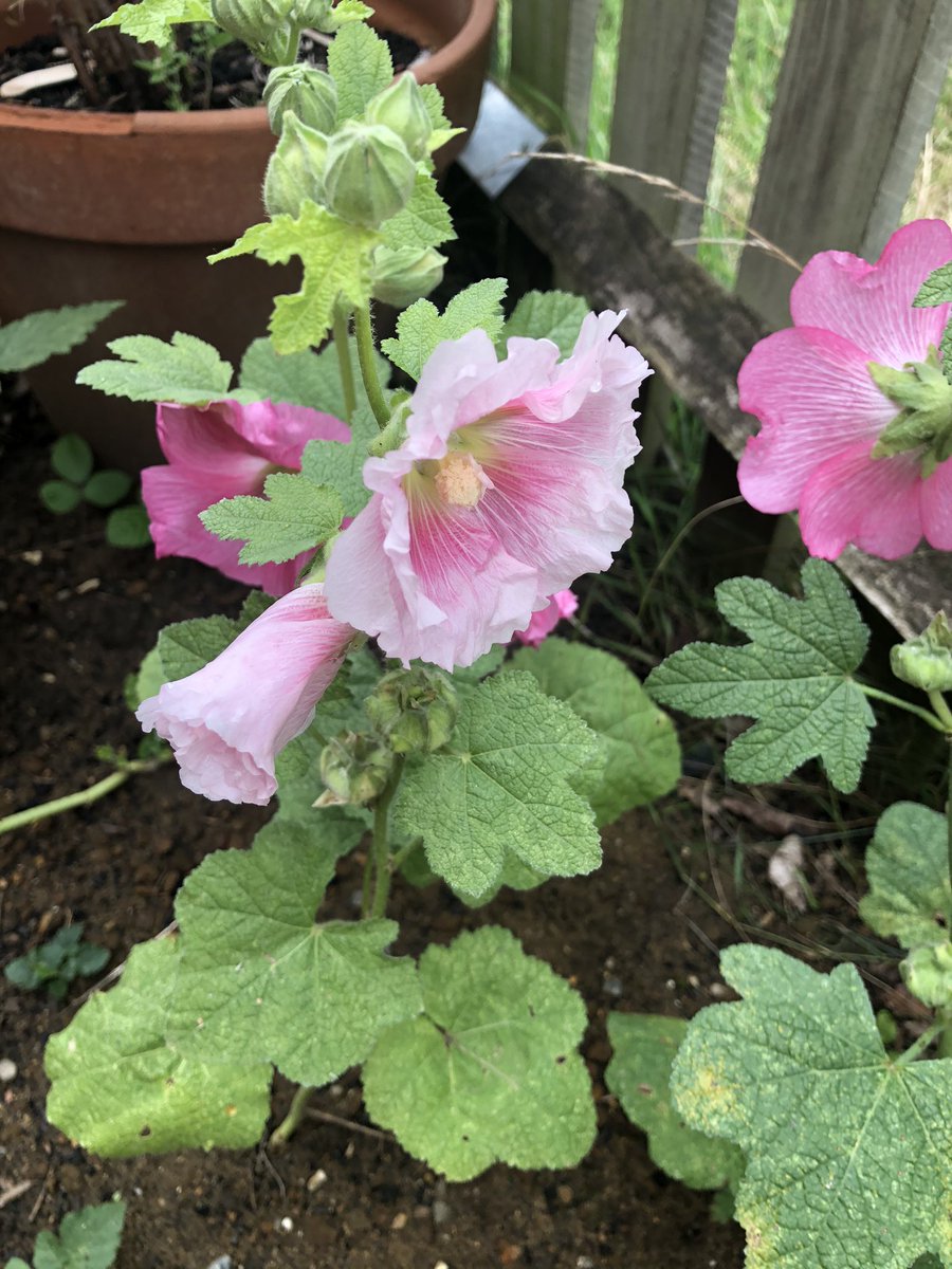 SharonStevenage's tweet photo. What a delight to visit fabulous Red Shed project in Bedwell. This unique charity deliver gardening &amp; other therapeutic activities for those with dementia &amp; their carers. Because they are based in St Vincent de Paul school grounds, the children benefit from gardening activity too https://t.co/itjdqyFKuZ