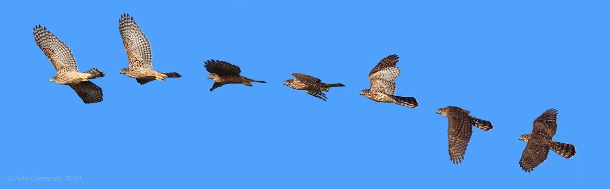 adriclements's tweet photo. Jonge Havik op verkenningstocht. Alle veren kakelvers, strak in 't pak. Genieten! #svdh #volkerak #slikkenvandeheen @ZeeuwsLand https://t.co/axDF0Pwh81