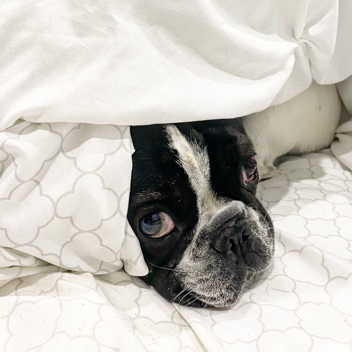 🚫Do Not Disturb🚫

#frenchiesociety
#yourdailyfrenchies
#frenchiefanatics
#frenchiesquad
#frenchieworld
#piedfrenchie
#cutefrenchie
#frenchiedaily
#happyfrenchies
#frenchiefever
#frenchiepost
#squishyfacecrew
#mydogiscutest
#dogs_of_world
#dog_features
#frenchstagram