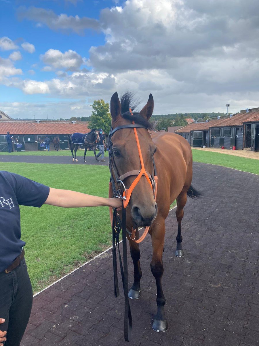 Howzer0710's tweet image. Delighted to pick up Embour today, been patient for a few sales and hopefully we have finally got our hands on the right one, sure @RuthCarr1 will be able to get the best out of him!