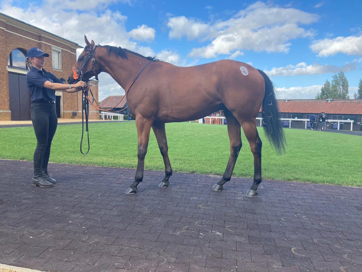 Howzer0710's tweet image. Delighted to pick up Embour today, been patient for a few sales and hopefully we have finally got our hands on the right one, sure @RuthCarr1 will be able to get the best out of him!