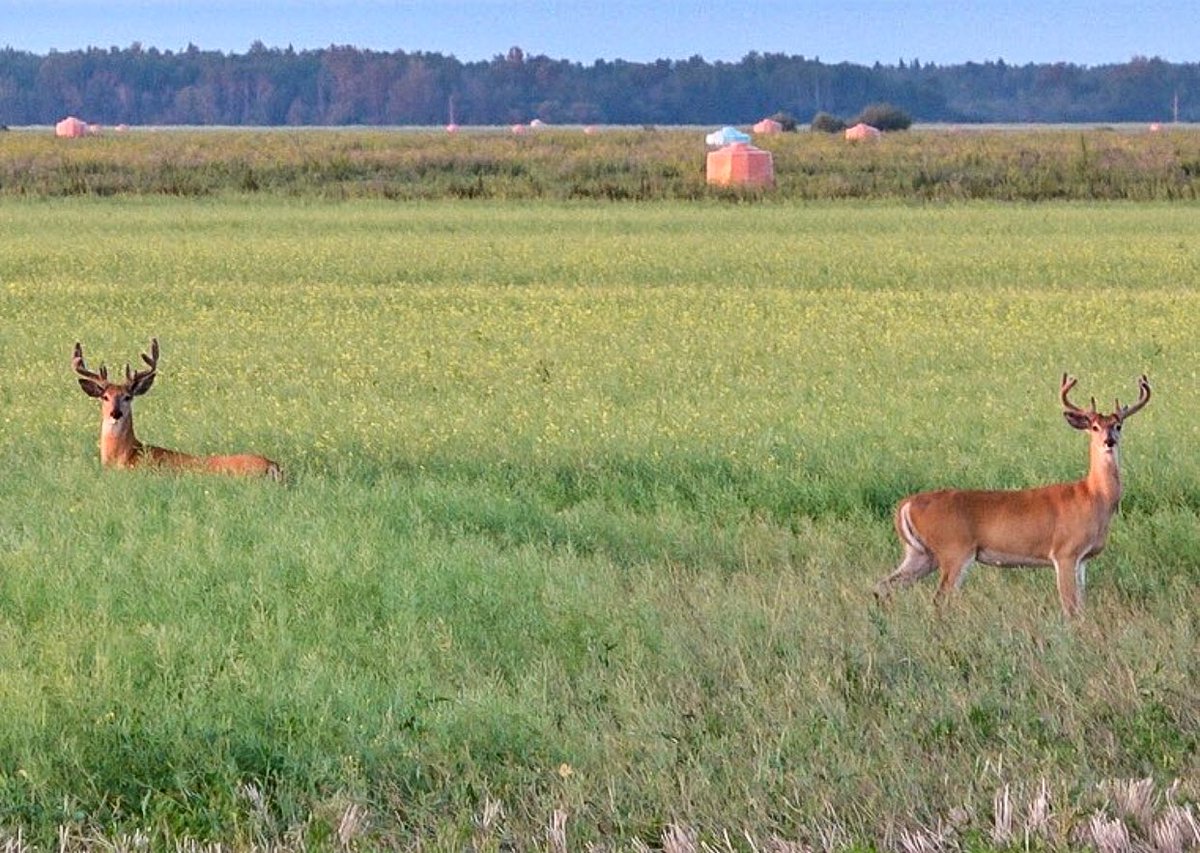 It’s almost time to shed that velvet, who’s done scouting and ready to get in a tree?