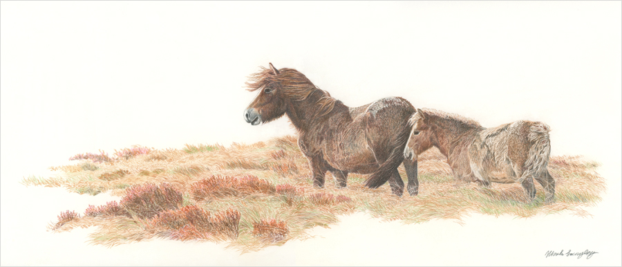 'Exmoor Mare and Foal'
Colour pencil - 42 x 18 cm
Now in for framing for display by next week.

The finished composition I thought needed that extra space on the left to illustrate the wide open windy moorland.

#exmoor #exmoorponies #equineart #nativeponies #drawingoftheday