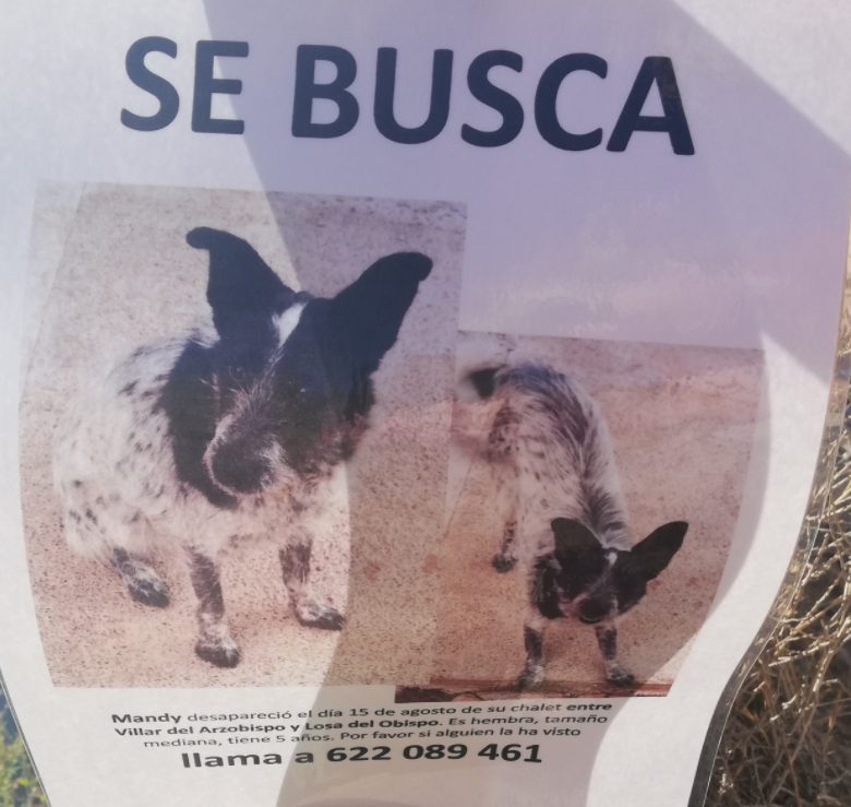 deperrosme's tweet image. 🆘 BUSCAMOS A MANDY: ¡Perrita de 5 años desaparecida en la montaña, en VALENCIA! Zona VILLAR DEL ARZOBISPO / LOSA DEL OBISPO! Si la has visto por favor, LLAMA AL 622 089 461. DIFUNDE SI PUEDES PARA AYUDAR A ENCONTRARLA. 🙏 ¡GRACIAS DESDE YA! ❤️