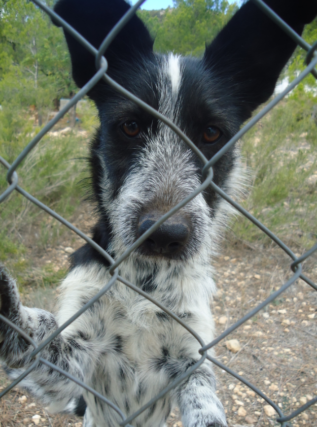deperrosme's tweet image. 🆘 BUSCAMOS A MANDY: ¡Perrita de 5 años desaparecida en la montaña, en VALENCIA! Zona VILLAR DEL ARZOBISPO / LOSA DEL OBISPO! Si la has visto por favor, LLAMA AL 622 089 461. DIFUNDE SI PUEDES PARA AYUDAR A ENCONTRARLA. 🙏 ¡GRACIAS DESDE YA! ❤️