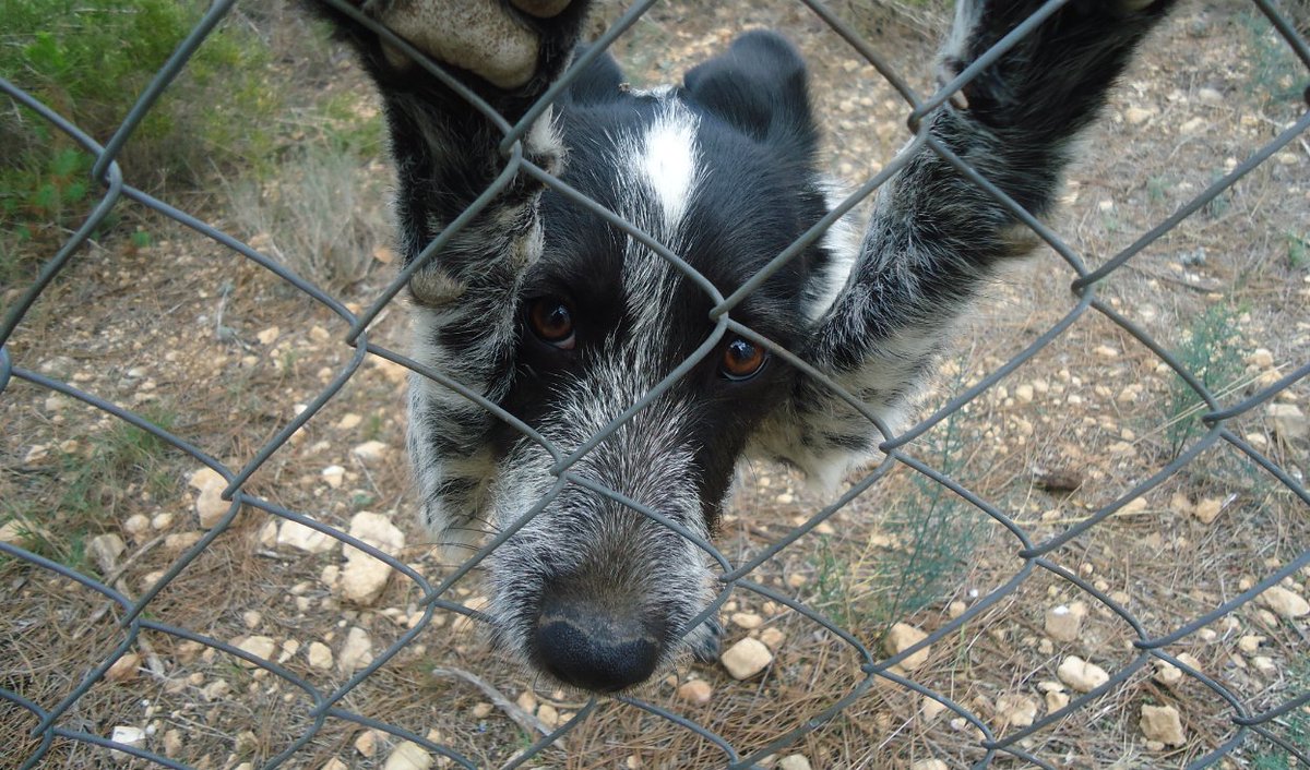 deperrosme's tweet image. 🆘 BUSCAMOS A MANDY: ¡Perrita de 5 años desaparecida en la montaña, en VALENCIA! Zona VILLAR DEL ARZOBISPO / LOSA DEL OBISPO! Si la has visto por favor, LLAMA AL 622 089 461. DIFUNDE SI PUEDES PARA AYUDAR A ENCONTRARLA. 🙏 ¡GRACIAS DESDE YA! ❤️