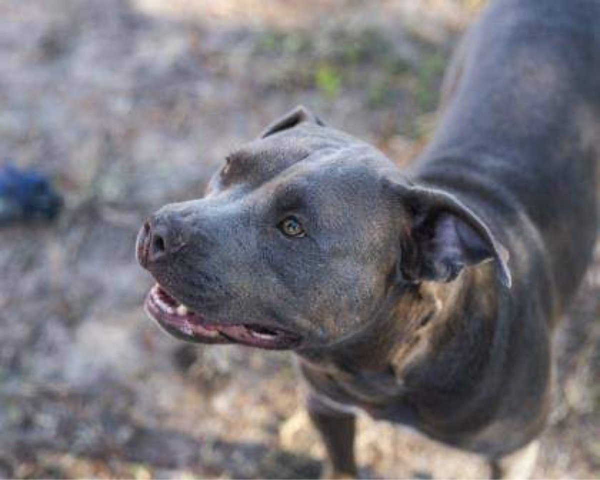 HSGSav's tweet image. #takemehometuesday
Kingston!

Kingston is a 3 year old terrier mix looking for his forever come! Come meet Kingston Tuesday - Saturday from 1 - 6 pm at our adoption center!