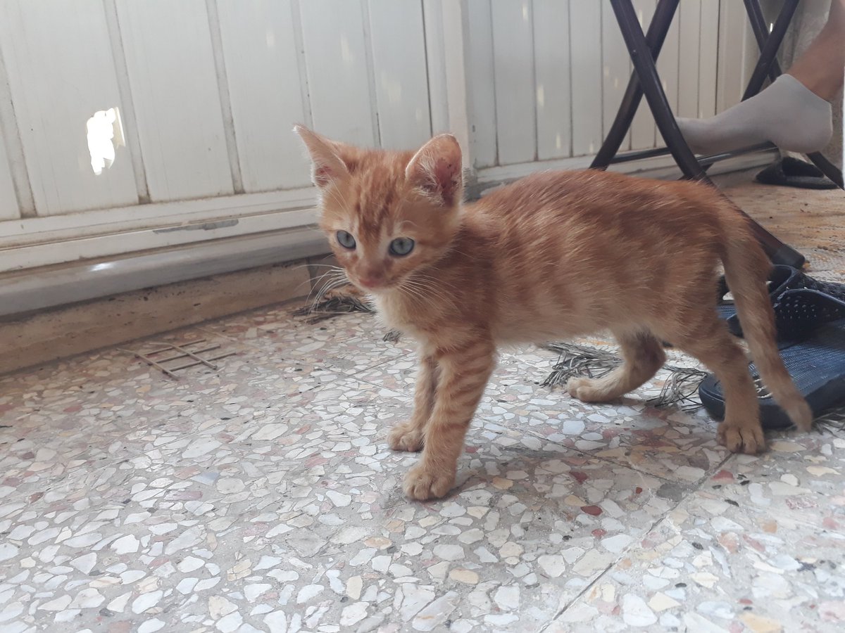 Merhaba arkadaşlar. Bu minik arkadaş yaklaşık 2 aylık. Gözleri görmüyor ve kulakları çok az duyuyor. Kum eğitimi büyük oranda var. 

Şuan kaldığı geçici yuva, daha fazla kalması için uygun değil. İstanbul civarında bakımını üstlenebilecek kalıcı ve güvenli bir yuva aranıyor.