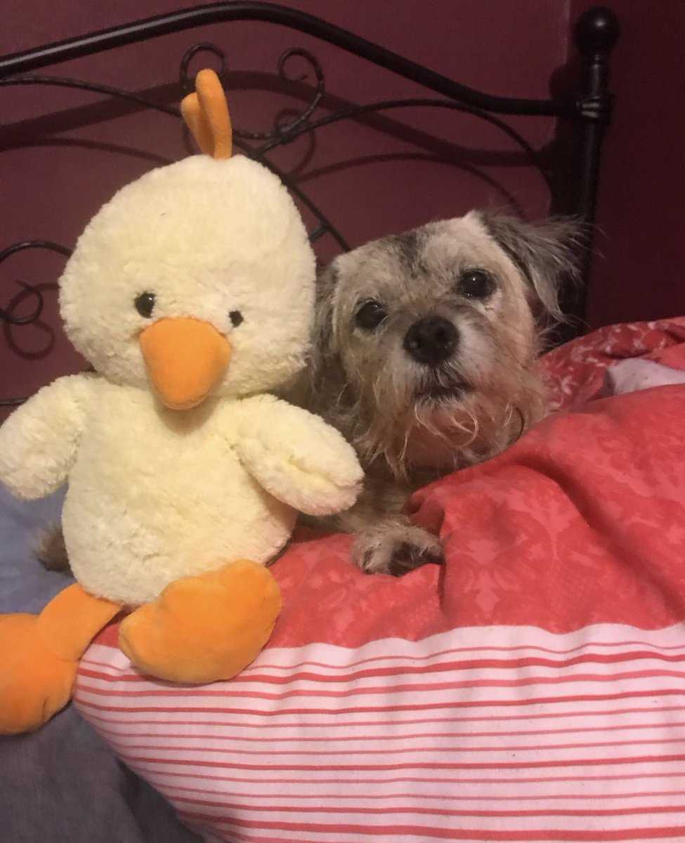 girlytheborder's tweet photo. Another photie of me with Chickie! #friendies 🐥🥰💛💛💛 https://t.co/WvGTehy7cY