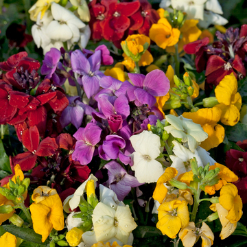WonderPlants tweet picture