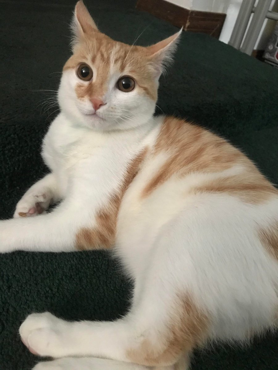 MeowMoeDotCom's tweet image. #Beau #likes to #Interrupt my #Zoom #Classes so he can get #Attention
 
#Cats #Cat #Kittens #Kitten #Kitty #Pets #Pet #Meow #Moe #CuteCats #CuteCat #CuteKittens #CuteKitten #MeowMoe 
 
meowmoe.com/708998/beau-li…