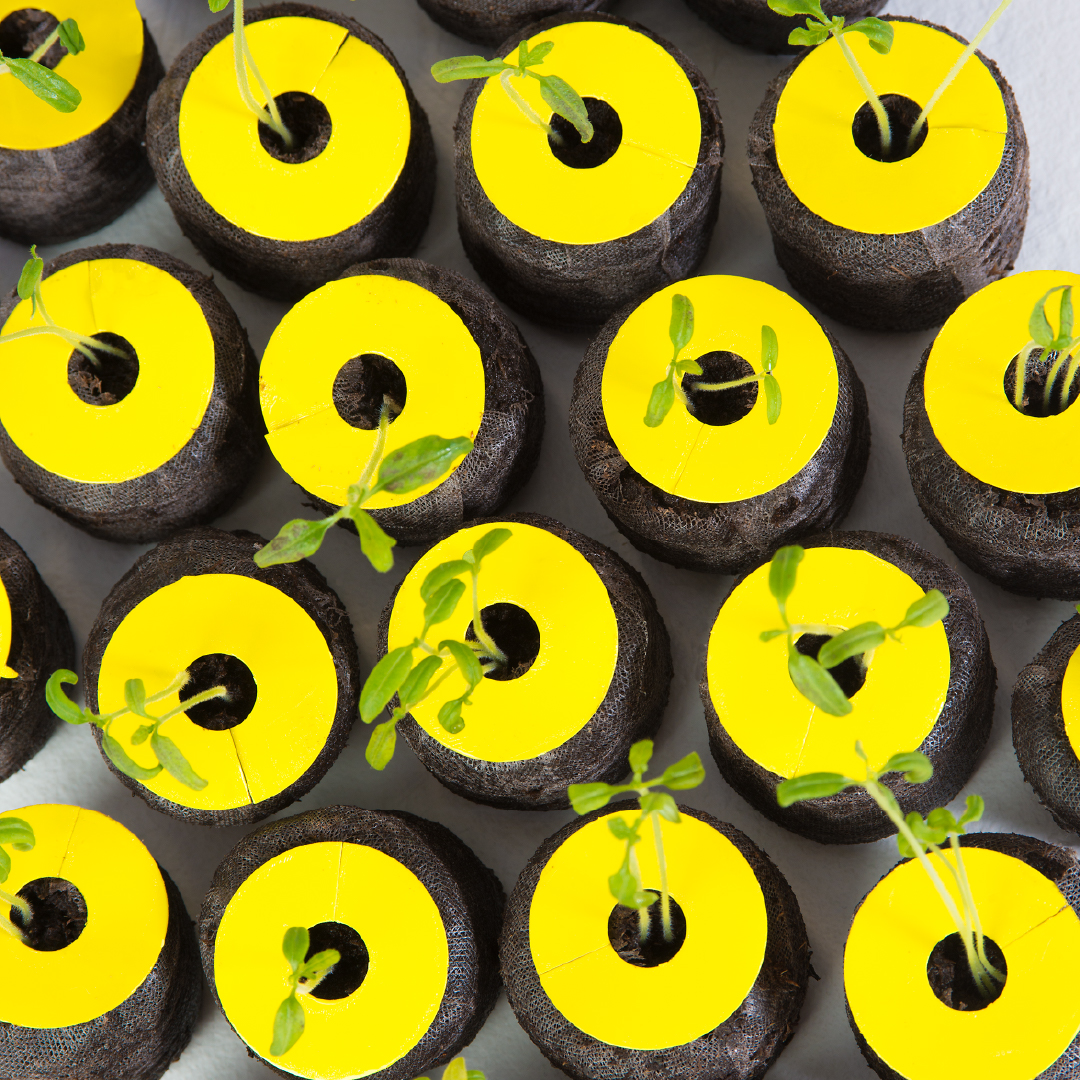 gpwholesale's tweet photo. Lockdown Pads from @hyproducts  are water resistant, long lasting, and can be used at any stage of growth for pest monitoring. Available sizes: 12″, 6”, 3”, 1.5” circles and 6”, 1.5” squares.

Learn more: https://t.co/fd05anmkXK https://t.co/fqbVQnvV3W