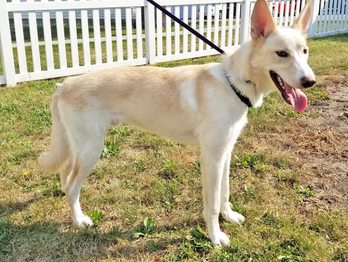 cedar bend humane society dogs