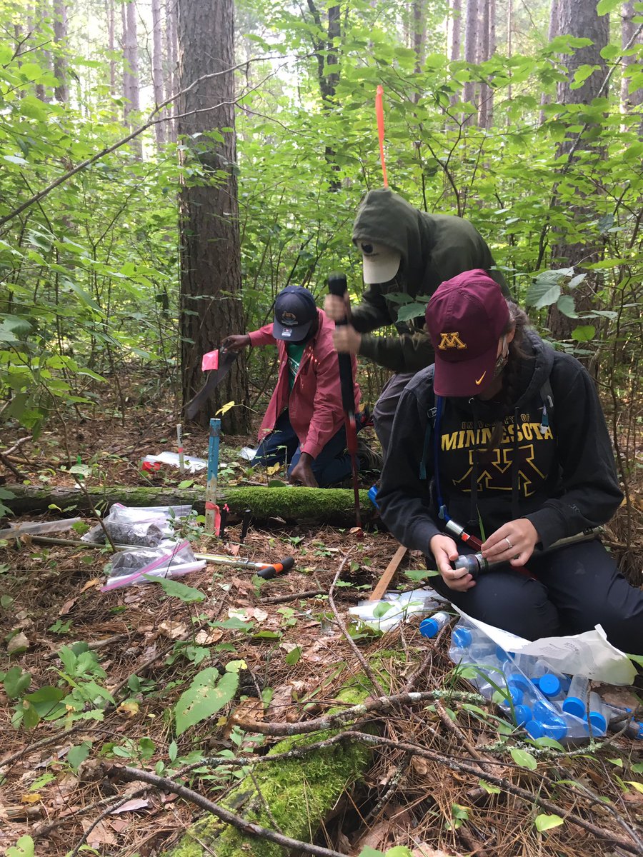 shroominn's tweet photo. Year 9 of Log decomposition research in Marcell, MN with @usfs_nrs @michigantech folks. https://t.co/Is4TwdqedY