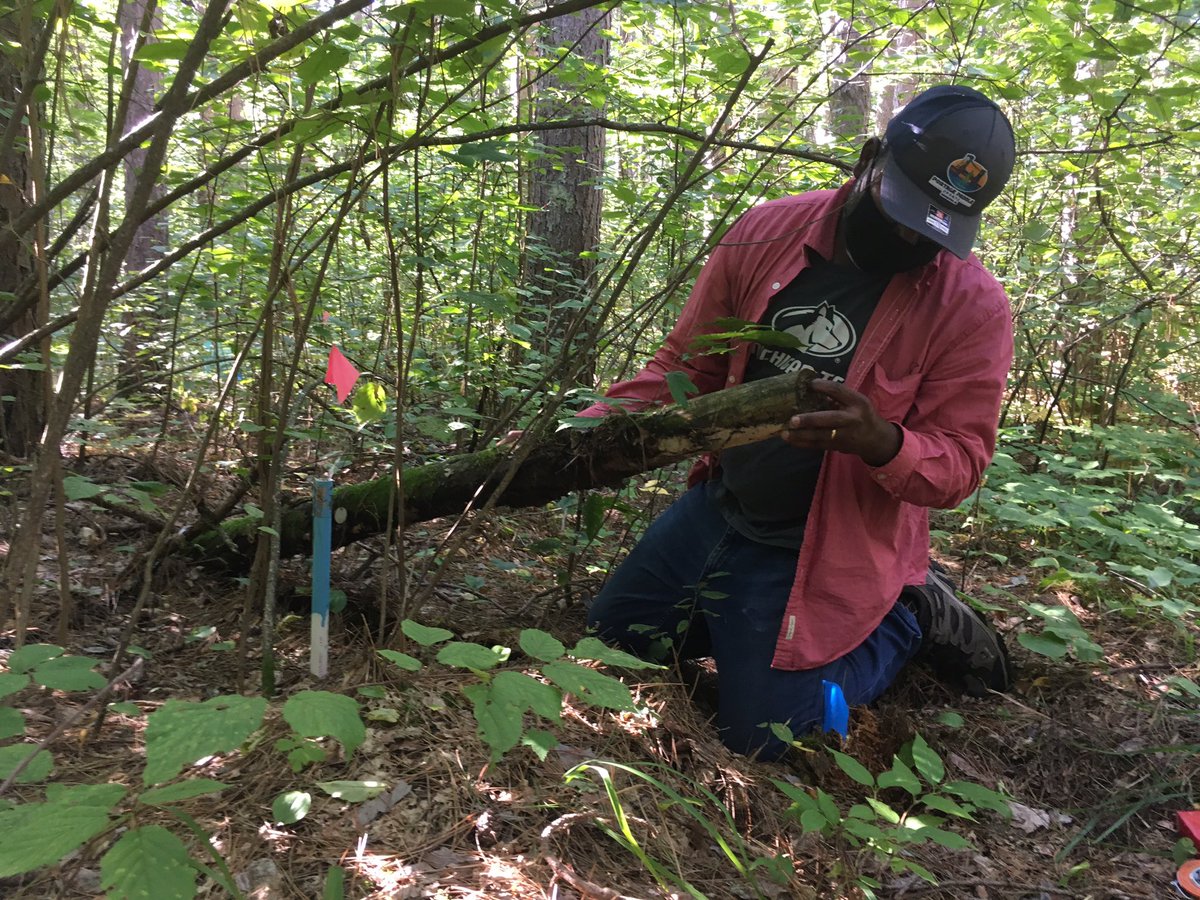 Jonathan Schilling (@shroominn) on Twitter photo Year 9 of Log decomposition research in Marcell, MN with <a href="/usfs_nrs/">Northern Research</a> <a href="/michigantech/">Michigan Tech</a> folks. Year 9 of Log decomposition research in Marcell, MN with <a href="/usfs_nrs/">Northern Research</a> <a href="/michigantech/">Michigan Tech</a> folks.