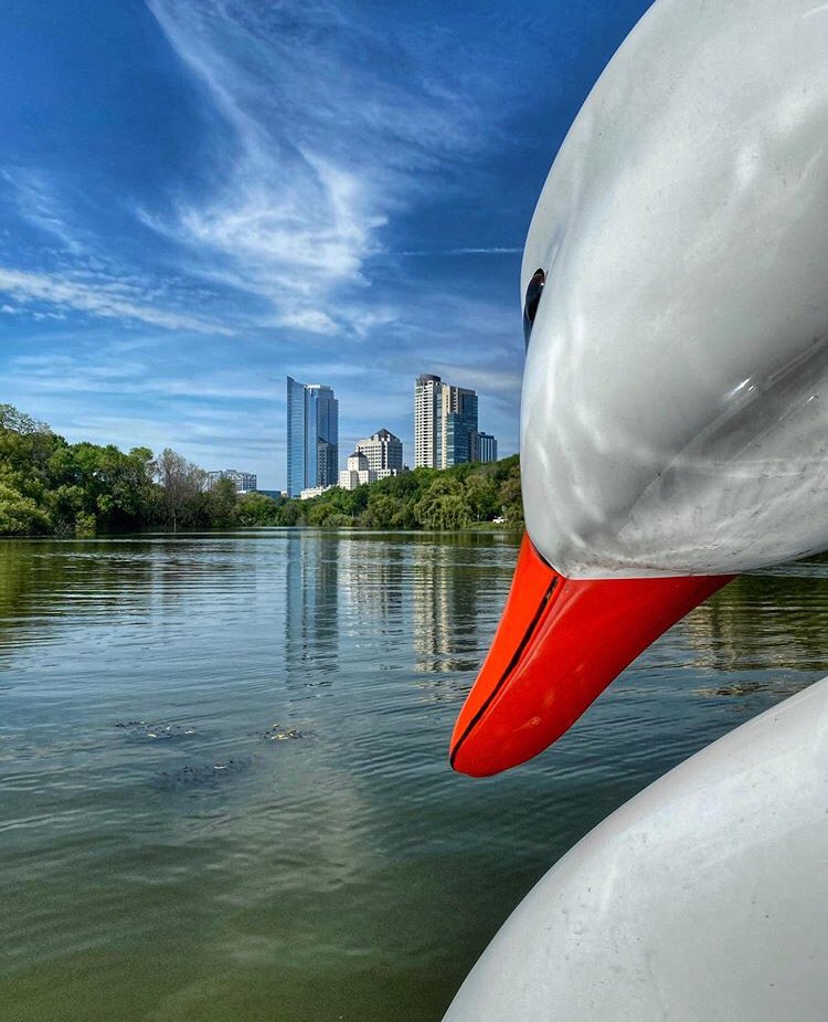 I always feel like somebody’s watching me.... 🦢
📷: <a href="/mke4u/">Mke4u</a>
#dearmke