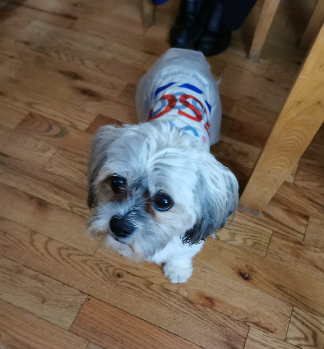 Andrea69591115's tweet photo. @Tesco when your dad's dog needs a new raincoat #tescoeverylittlehelps https://t.co/Q0P3ytOy0H
